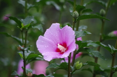 芝公園　７月花壇　3