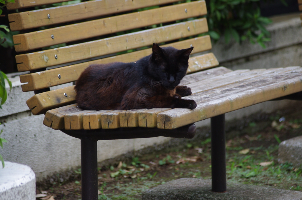 芝浦運河　黒猫
