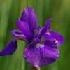 あやめ