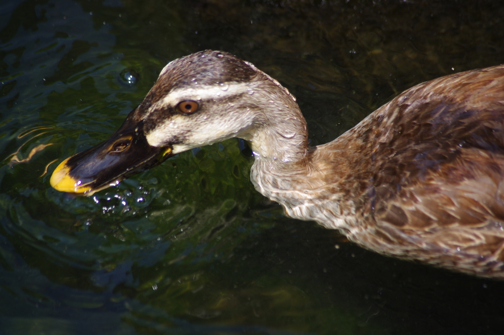 餌を食むカモ　目白庭園　８月