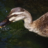 餌を食むカモ　目白庭園　８月