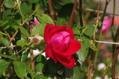 薔薇　3