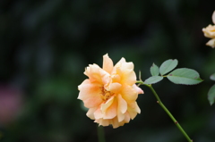 薔薇　4　芝浦中央公園　１０月