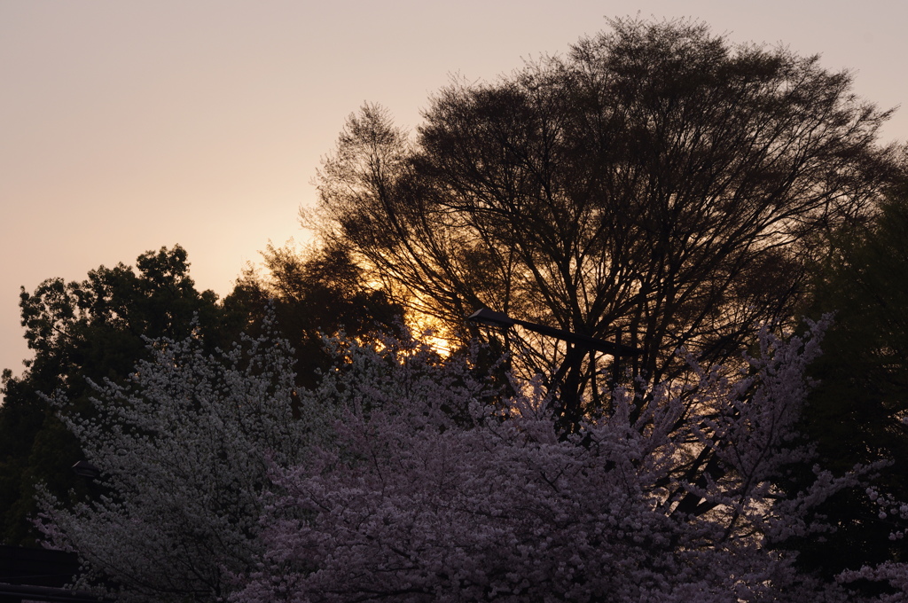 桜の夕暮れ