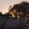 桜の夕暮れ