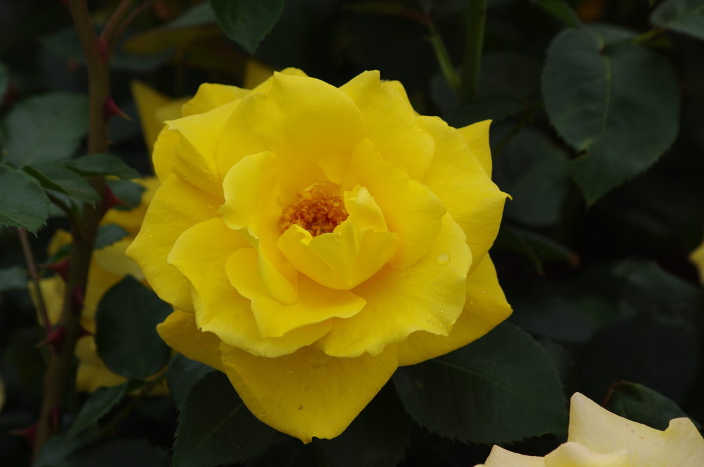 薔薇　11　山下公園　5月