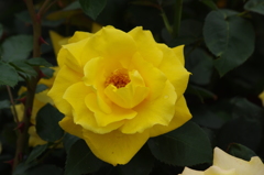 薔薇　11　山下公園　5月