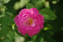 薔薇