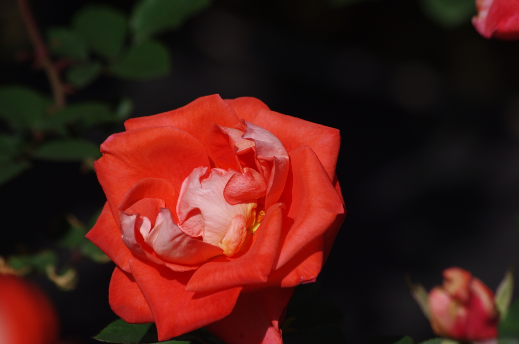 薔薇　23