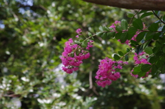 百日紅　日比谷公園　８月初旬