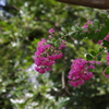 百日紅　日比谷公園　８月初旬