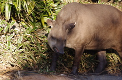 誰の夢を食べようとしてるのかな？　バク　上野動物園