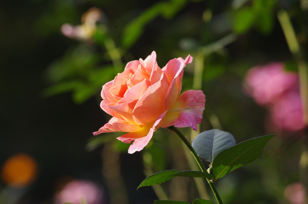 薔薇　2　日比谷公園　１０月下旬