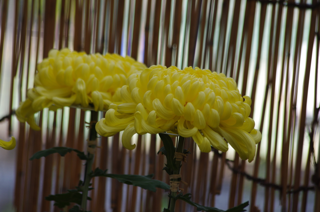 菊　3