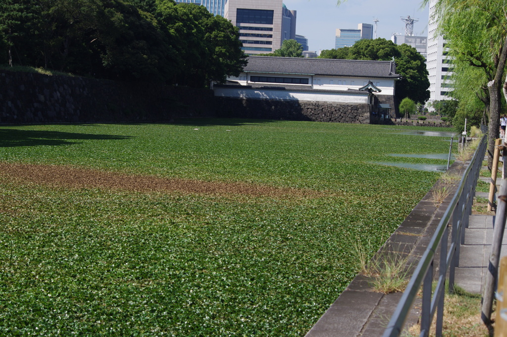 お濠も水草でいっぱい