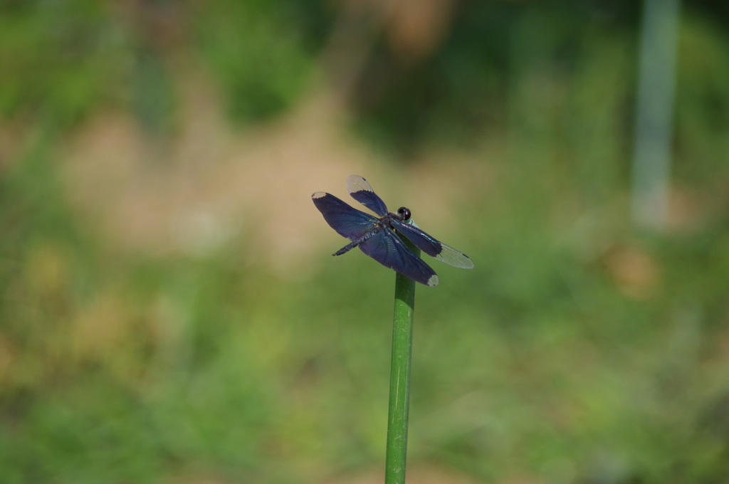 チョウトンボ　旧浜離宮庭園　7月中旬