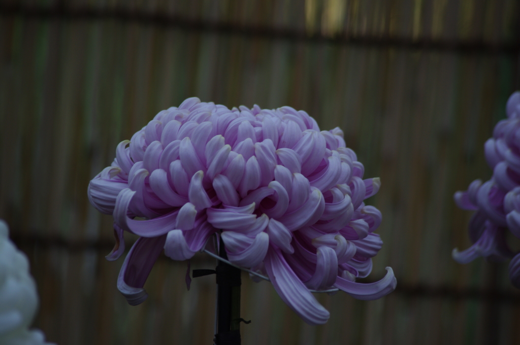 菊　2