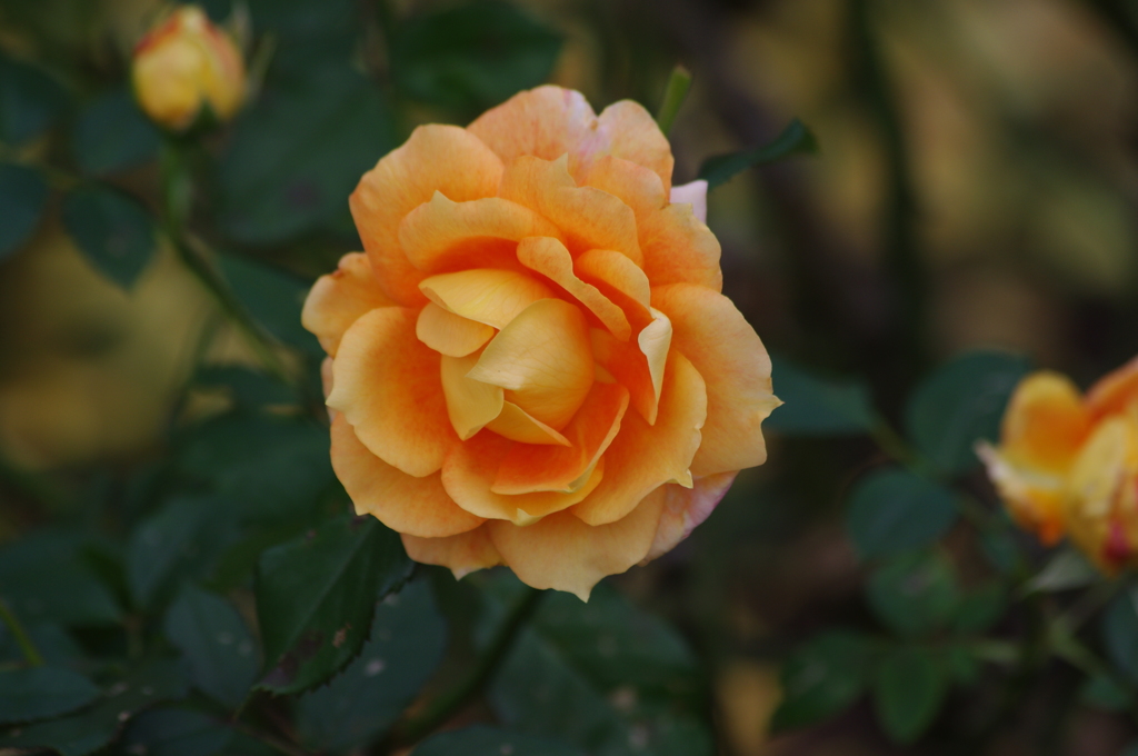 薔薇　9