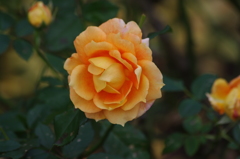 薔薇　9