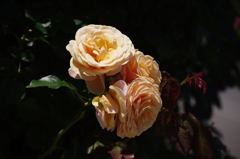 薔薇　1