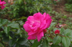 薔薇　4　代々木公園　７月下旬