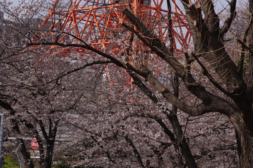 タワーの下で桜見物