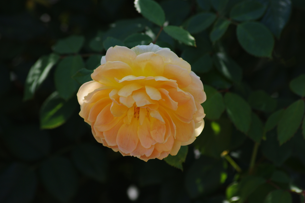 横浜の薔薇　1