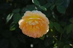 横浜の薔薇　1