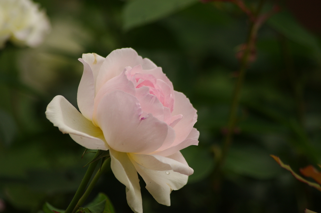 外人墓地周辺　薔薇　3