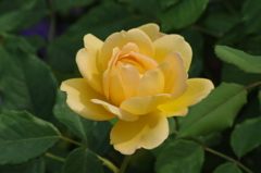 港が見える丘公園　５月　薔薇　２