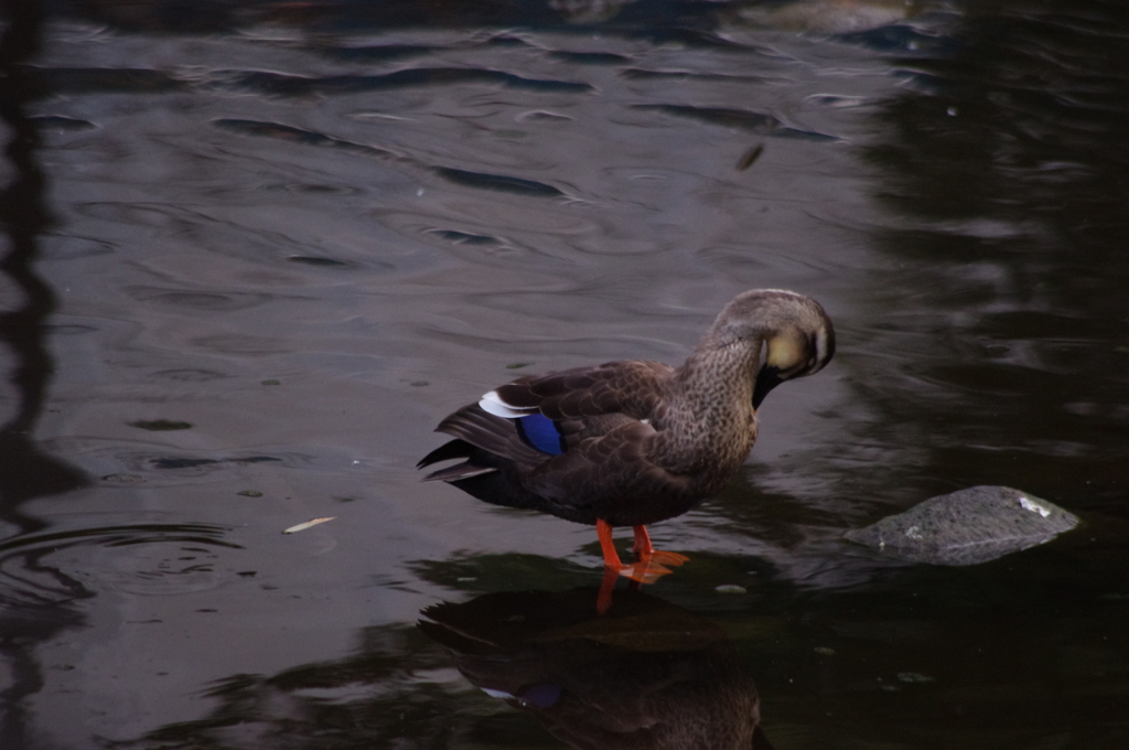 毛づくろい　日比谷公園