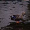 毛づくろい　日比谷公園