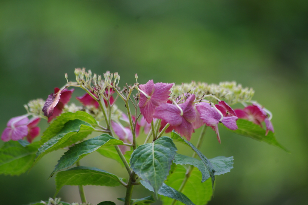 旧芝離宮庭園　6月　アジサイ　2