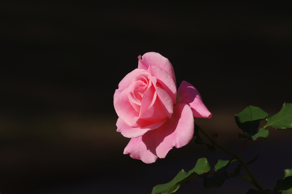 薔薇　5