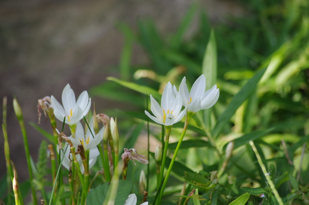 庭園に咲く花　新江戸川公園　８月