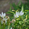庭園に咲く花　新江戸川公園　８月
