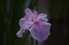 花菖蒲　2