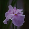 花菖蒲　2