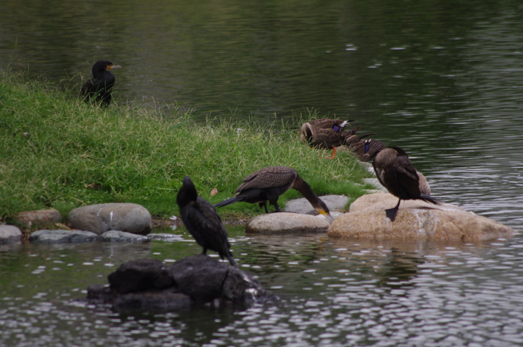 カワウ　2　旧浜離宮庭園　９月