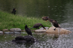 カワウ　2　旧浜離宮庭園　９月