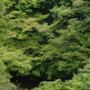 林