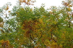これから紅葉　旧芝離宮庭園　１１月