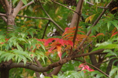 ハゼモミジ　旧芝離宮庭園　１１月半ば