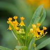 芝浦運河　花壇　1