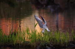 夕刻の池　日比谷公園