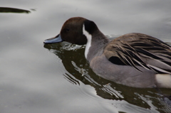 鴨　戸越公園　２月