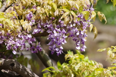 藤　日比谷公園　5月