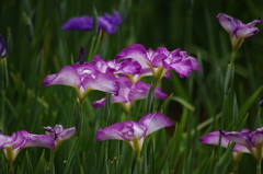花菖蒲　3