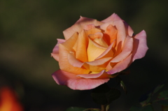 薔薇　1