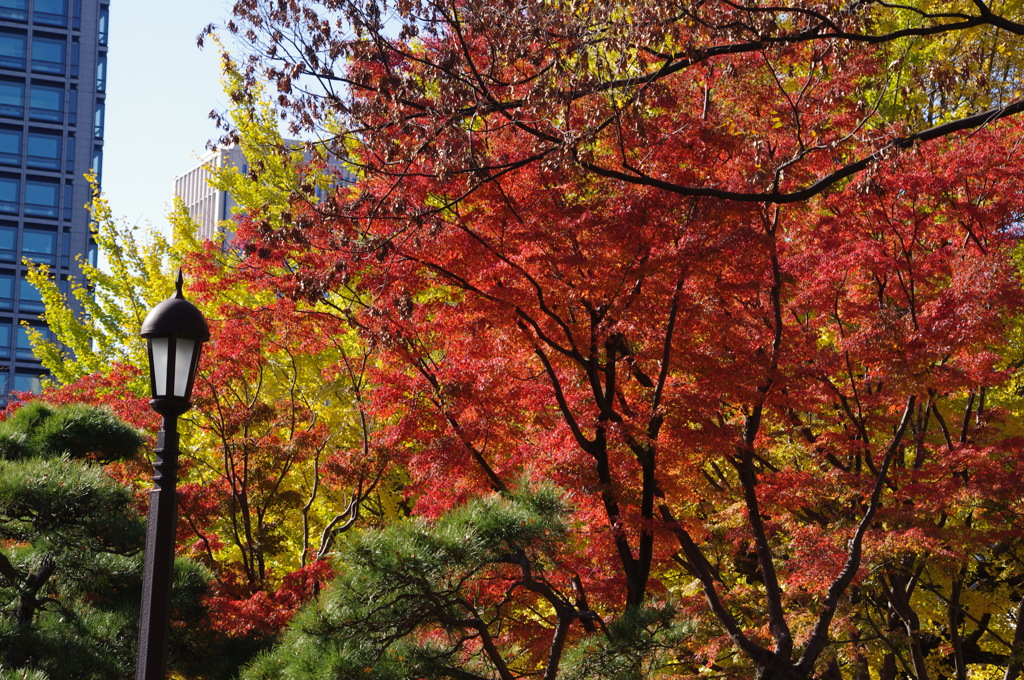 紅葉　5